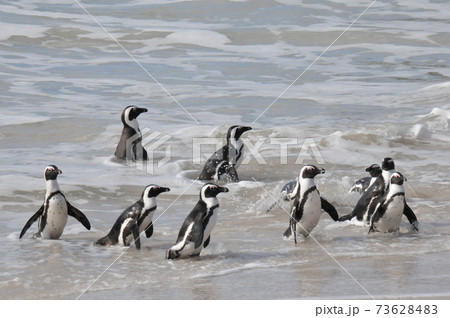 南アフリカ、ケープ半島、ボルダーズ・ビーチのケープ・ペンギン 73628483