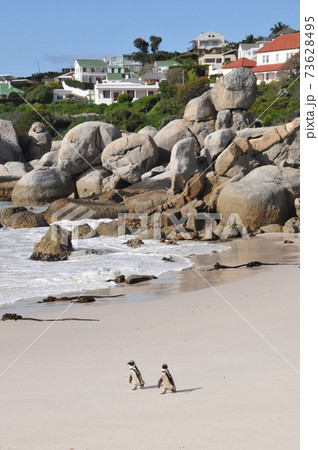 南アフリカ、ケープ半島、ボルダーズ・ビーチのケープ・ペンギン 73628495