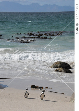 南アフリカ、ケープ半島、ボルダーズ・ビーチのケープ・ペンギン 73628503