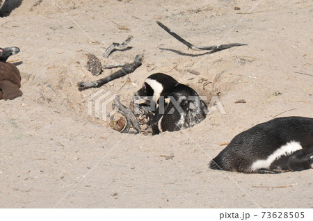 南アフリカ、ケープ半島、ボルダーズ・ビーチのケープ・ペンギン 南アフリカ、ケープ半島、ボルダーズ・ビーチのケープ・ペンギン 73628505