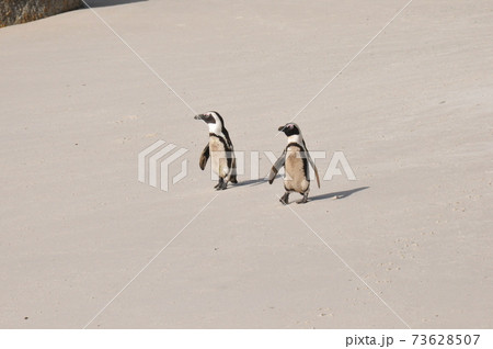 南アフリカ、ケープ半島、ボルダーズ・ビーチのケープ・ペンギン 南アフリカ、ケープ半島、ボルダーズ・ビーチのケープ・ペンギン 73628507