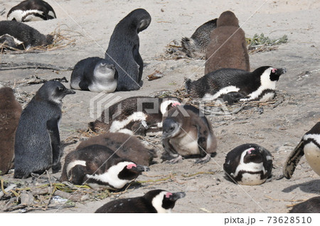 南アフリカ、ケープ半島、ボルダーズ・ビーチのケープ・ペンギン 73628510