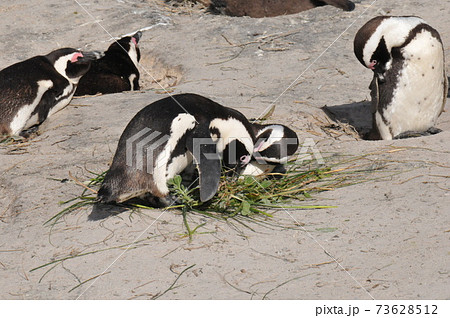 南アフリカ、ケープ半島、ボルダーズ・ビーチのケープ・ペンギン 73628512