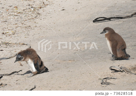 南アフリカ、ケープ半島、ボルダーズ・ビーチのケープ・ペンギン 南アフリカ、ケープ半島、ボルダーズ・ビーチのケープ・ペンギン 73628518
