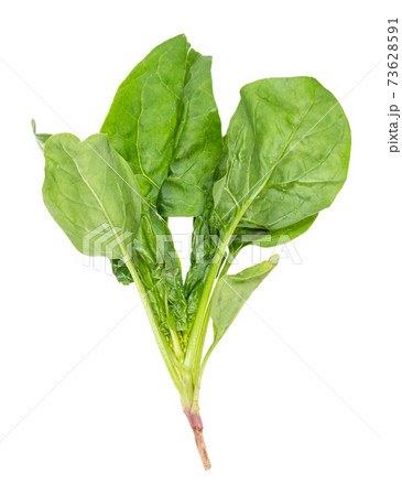 stalk of fresh green spinach herb cutout on white stalk of fresh green spinach herb cutout on white 73628591