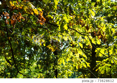oak branch illuminated by sun in sunny day 73628612