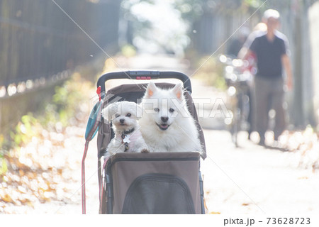 犬 犬 73628723