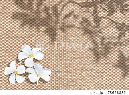 麦わらシートに写る プルメリアの葉影と白い花の写真素材