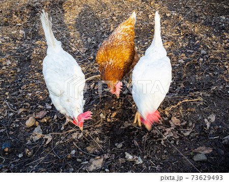 chickens feeding at garden in winter chickens feeding at garden in winter 73629493