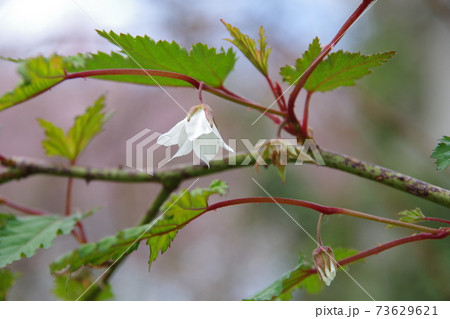 ひっそりと花開くモミジイチゴ ひっそりと花開くモミジイチゴ 73629621