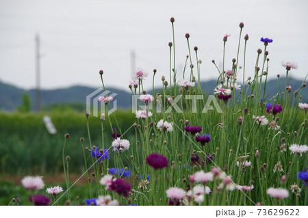 ヤグルマギクの花盛り ヤグルマギクの花盛り 73629622