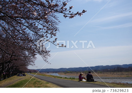 多摩川土手の桜と二人 73629623