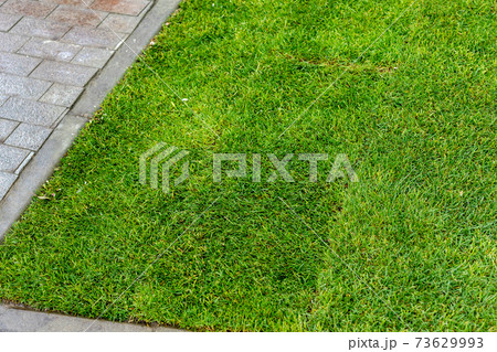 Straigh line of new freshly installed green rolled lawn grass carpet along stone pavement sidewalk at city park or backyard on bright sunny day. Green Gardening landcaping service 73629993