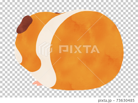 Watercolor illustration of cute guinea pig Back view, guinea pig, white, brown, no main line Watercolor illustration of cute guinea pig Back view, guinea pig, white, brown, no main line 73630485