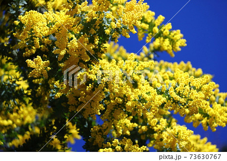 川越市中院境内の花　ミモザ 73630767