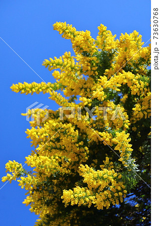 川越市中院境内の花　ミモザ 73630768