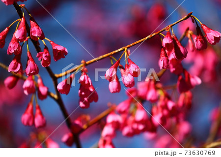 川越市中院境内の花　寒緋桜 73630769