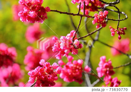 川越市中院境内の花 寒緋桜 川越市中院境内の花 寒緋桜 73630770