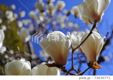 川越市中院境内の花　モクレン 73630771