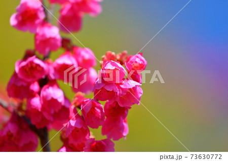 川越市中院境内の花　寒緋桜 73630772