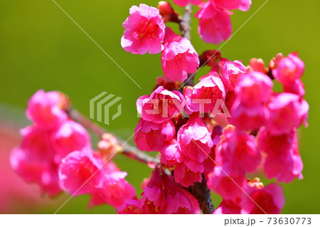 川越市中院境内の花 寒緋桜 川越市中院境内の花 寒緋桜 73630773