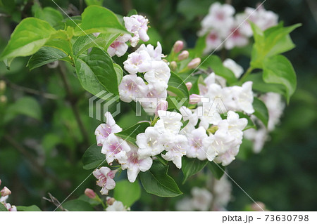 ウツギの花 白とピンク2色 の写真素材