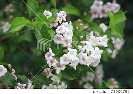 ウツギの花 白とピンク2色 の写真素材