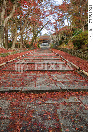 毘沙門堂の紅葉の絨毯 73631001
