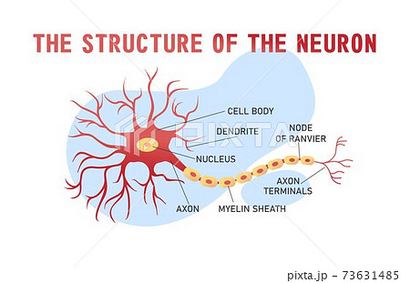 Structure Of The Brain Neuronのイラスト素材