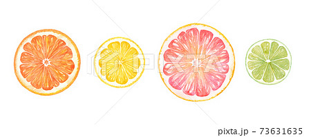 シトラスの輪切りの水彩イラスト オレンジ レモン グレープフルーツ ライム 水彩のトレースベクターのイラスト素材