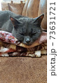 fluffy cat is sleeping sweetly on a soft plaid 73631721