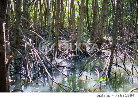 Mangrove root, the Stilt roots or  prop roots 73631994