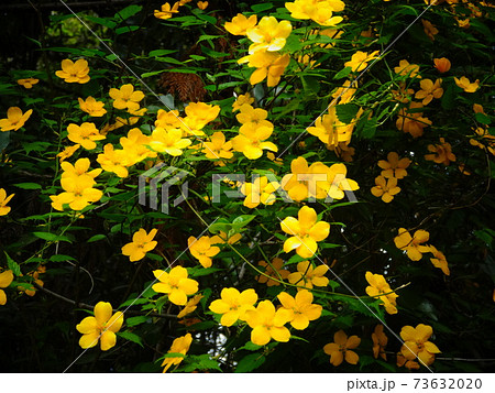 鮮やかな黄色の山吹の花 5枚花弁 062の写真素材 7363