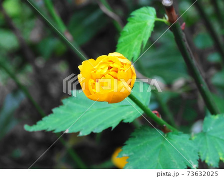 鮮やかな黄色の山吹の花(つぼみのアップ)　028 73632025