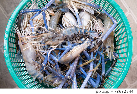 A lot of giant freshwater prawn. A lot of giant freshwater prawn. 73632544