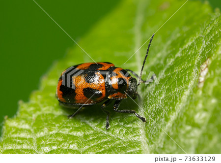 6-spotted pot beetle, Cryptocephalus sexpunctatus on leaf 73633129