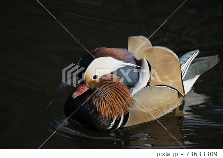 オシドリ オシドリ 73633309