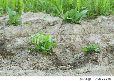 Earth up potato plants 73633346