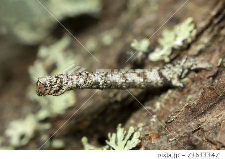 Geometer moth larva on bark 73633347