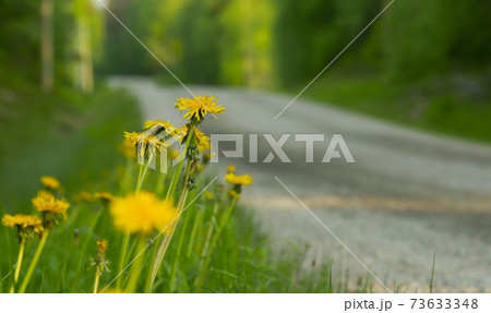 Blooming dandelion plants besides sunlit forest road in sweden, the flowers of this plant can be used in dandelion wine 73633348