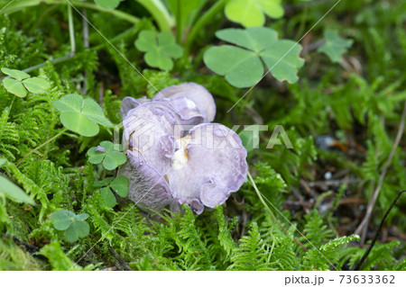Young violet chanterelle, Gomphus clavatus growing among moss Young violet chanterelle, Gomphus clavatus growing among moss 73633362