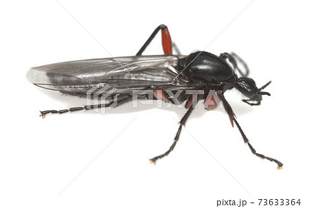 Macro photo of a march fly, Bibio isolated on white background 73633364