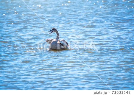 A young brown coloured white swan swims on the water. Portrait of a young gray swan swimming on a lake. 73633542