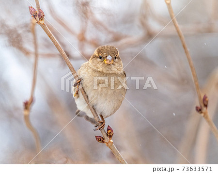 Sparrow sits on a branch without leaves. Sparrow sits on a branch without leaves. 73633571
