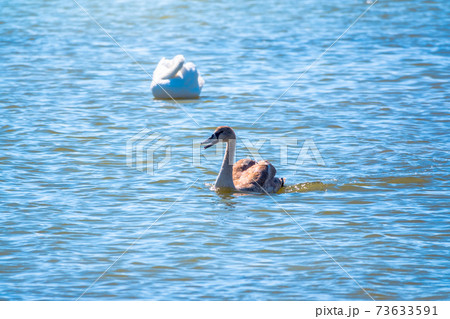 A young brown coloured white swan swims on the water. Portrait of a young gray swan swimming on a lake. A young brown coloured white swan swims on the water. Portrait of a young gray swan swimming on a lake. 73633591