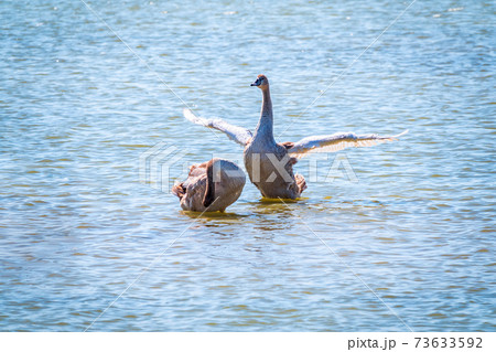 A young brown coloured white swan flaps its wings on the water. A young brown coloured white swan flaps its wings on the water. 73633592