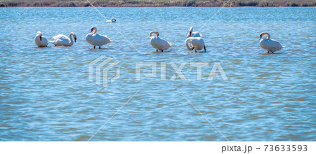 Graceful white Swans swimming in the lake, swans in the wild 73633593