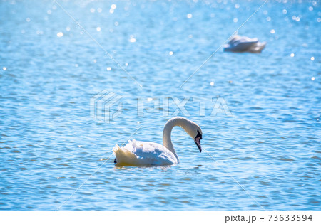 Graceful white Swan swimming in the lake, swans in the wild Graceful white Swan swimming in the lake, swans in the wild 73633594
