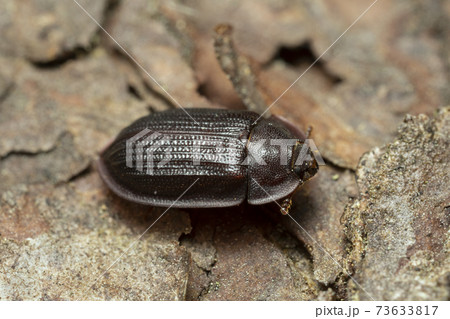Bark-gnawing beetle, Ostoma ferruginea on bark 73633817
