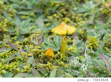 Conical wax cap, Hygrocybe conica growing in natural environment 73633926